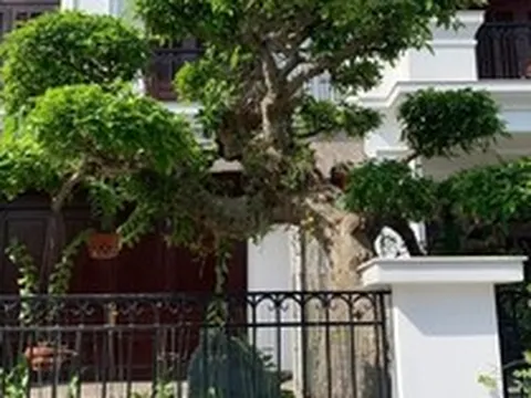 Người xưa dặn: Trước cửa có 3 cây này chẳng khác nào giữ báu vật trong nhà, tài lộc tụ về, con cháu dễ thành đạt