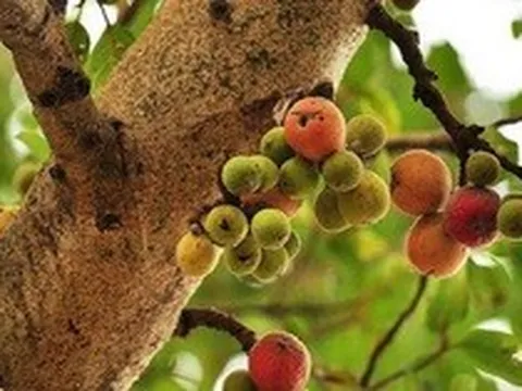 "Cây lành đón lộc": 6 loại cây nên có trong nhà