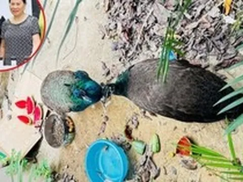 Người phụ nữ mất ăn mất ngủ vì nhặt được 2 con chim lạ ở Nghệ An, chỉ mong tìm được chủ: Đã rõ cái kết