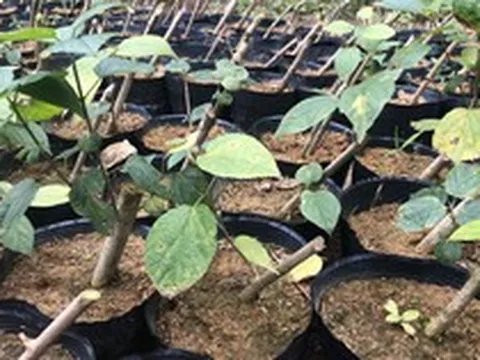 Loại cây mọc dại ở Việt Nam đang bị săn lùng: Các nhà khoa học đã tìm ra tác dụng quý