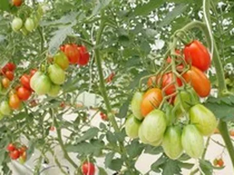 Nghị viện Châu Âu chính thức thông qua Quy định về cây trồng được tạo ra bằng các Kỹ thuật Di truyền Mới