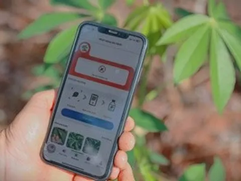 Dự án Khoai mì bền vững - ổn định năng suất và thu nhập cho người nông dân trồng mì