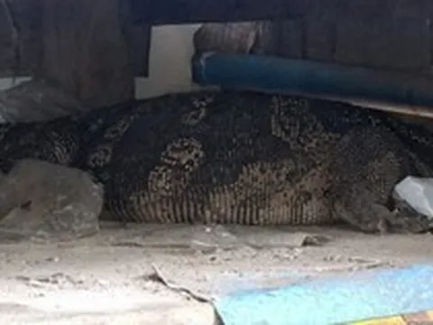 Một mình ở nhà, cụ bà 78 tuổi nghe tiếng động lạ rồi thất kinh thấy "quái vật" dài hàng mét bò vào phòng