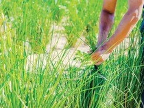 Loài cỏ dại tại Việt Nam chống sạt lở bất ngờ giúp giảm gần 75% lượng chì trong đất ô nhiễm