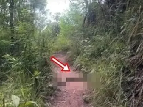 Đang leo núi, du khách giật mình thấy 'quái vật' dài hàng mét chắn ngang đường: Chuyên gia lập tức có mặt
