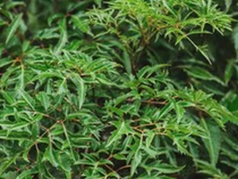 Không chỉ "bổ như sâm", các nhà khoa học Việt Nam phát hiện thêm 1 tác dụng quý của cây đinh lăng