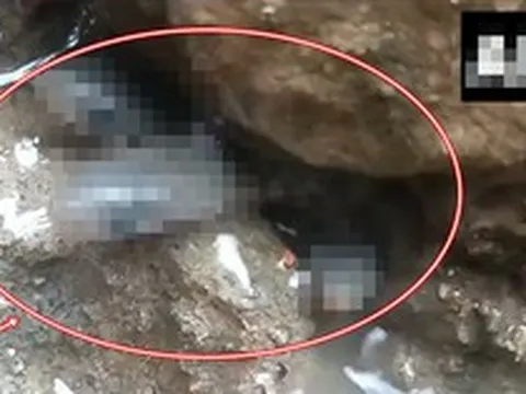 Liều thò tay vào khe hẹp trong nhà mới, người đàn ông liên tiếp kéo ra hơn 35 sinh vật: Ai cũng nổi da gà