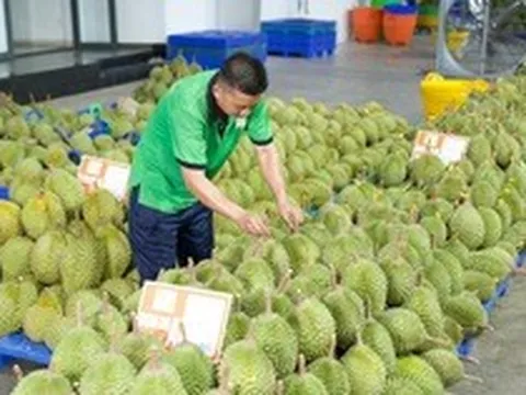 Gỡ nút thắt kiểm nghiệm để giữ thị trường tỷ đô cho sầu riêng Việt