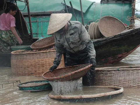 Giữa cái nắng như đổ lửa, người dân vẫn đổ xô xuống sông La săn “lộc trời”