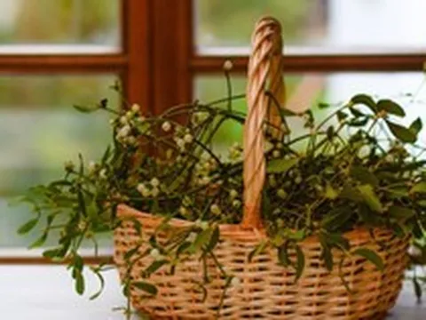6 loại cây "hút cạn" may mắn, chớ nên đặt trong nhà