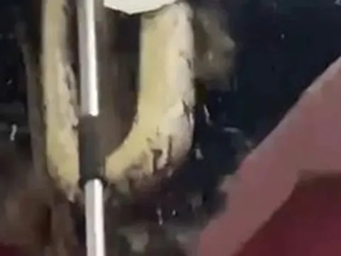 Đục trần kiểm tra tiếng động bí ẩn, cả gia đình hét thất thanh khi 3 "quái vật" khổng lồ cùng rơi xuống
