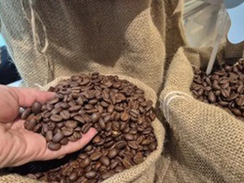 Giá cà phê hôm nay, 30-6: Arabica bật tăng, Robusta sụt giảm