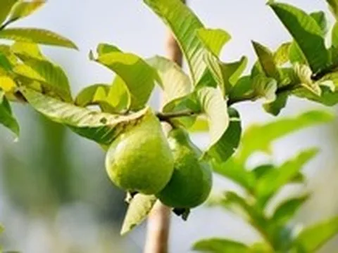 Uống nước lá ổi thay thuốc, người đàn ông Hà Nội có đường huyết tăng gấp đôi