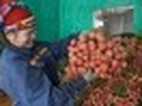 Vải thiều Bắc Ninh mất mùa vẫn lập kỷ lục doanh thu hơn 7.200 tỷ đồng
