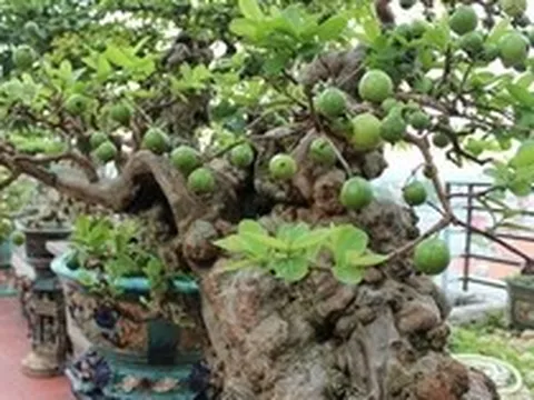 Có một loại cây được người xưa xem như "báu vật" của sân vườn, nhà nào cũng từng có