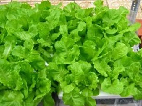 5 loại rau củ đúng mùa lại giải nhiệt, chứa nguồn vitamin khổng lồ, đi chợ mà thấy là nên mua