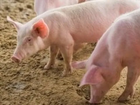 Tạo thành công heo biến đổi gene ở Mỹ Latin, phục vụ nghiên cứu ghép tạng cho người