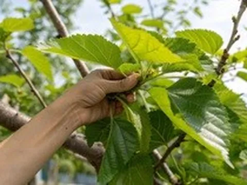 Việt Nam có loại lá được y thư cổ Trung Quốc xếp vào hàng "thượng phẩm": Không phải ai cũng biết để dùng