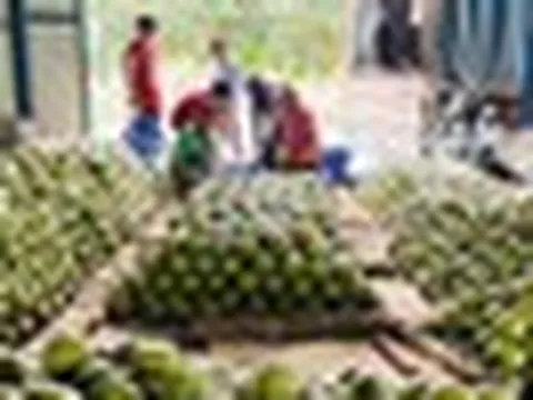 Sau sầu riêng, Thái Lan quyết tâm làm giàu với loại quả Việt Nam đang trồng rất nhiều: Được mùa được giá, Trung Quốc cực ưa chuộng