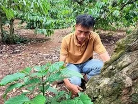 Những cây cà phê, sầu riêng trăm tuổi thành biểu tượng của vùng trồng Đắk Lắk