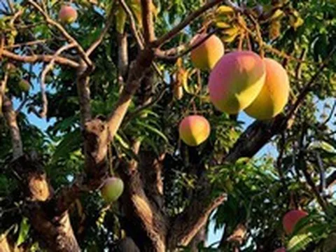 4 lý do nên trồng 1 cây xoài trước nhà