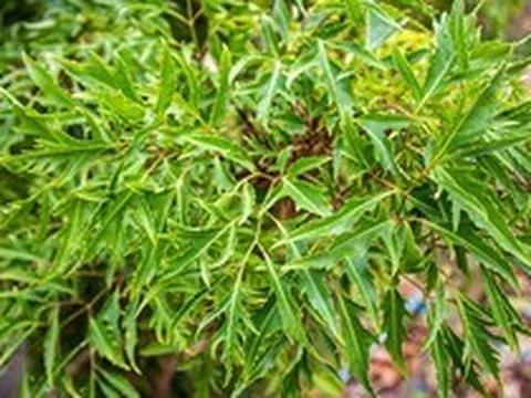 Lời khuyên đến tất cả các gia đình đang trồng cây đinh lăng