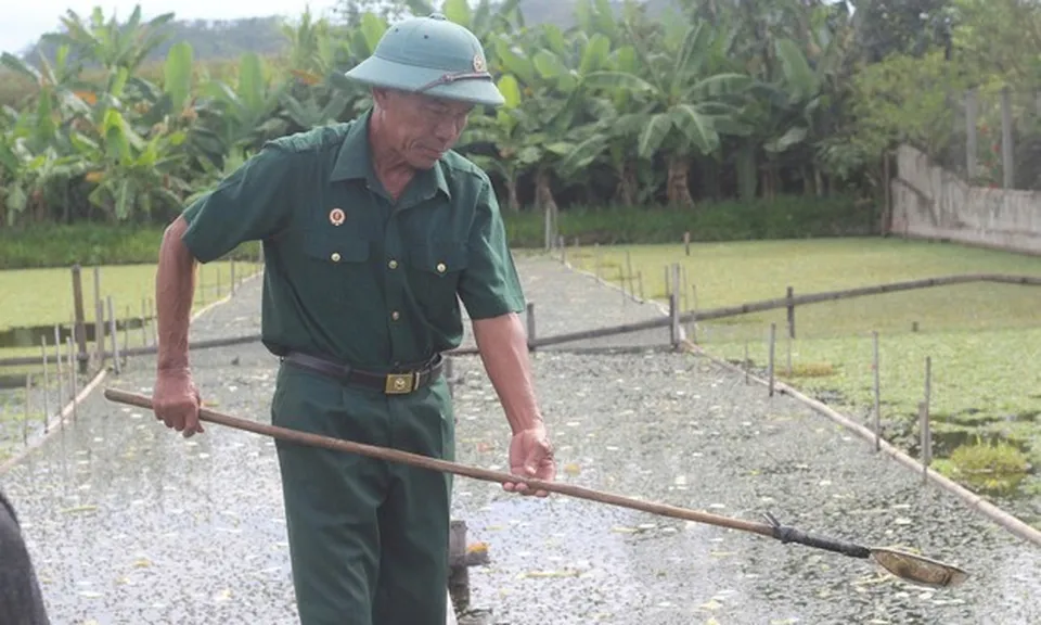 Cựu chiến binh quê Bác làm kinh tế thành công từ mô hình nuôi ốc bươu đen